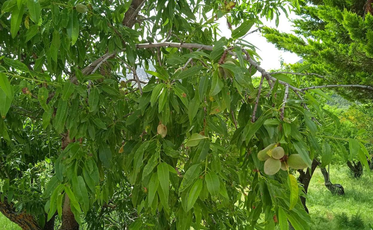 La Xylella empieza afectando a los almendros marchitando sus hojas. 