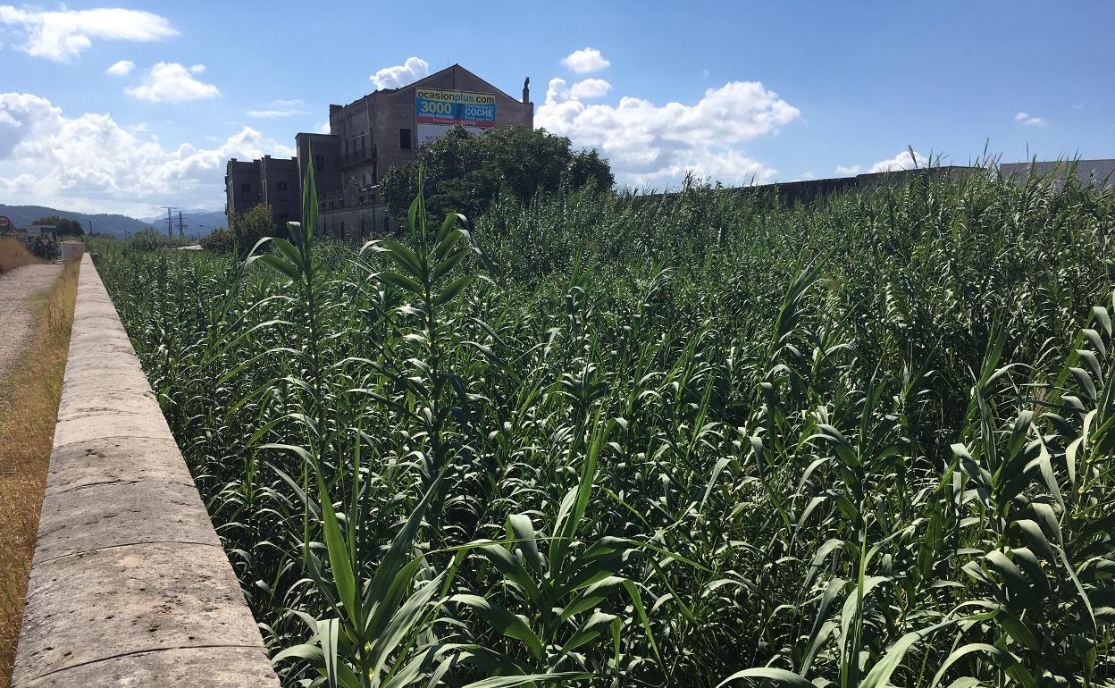 Cauces en la zona próxima al barranco de la Casella. 