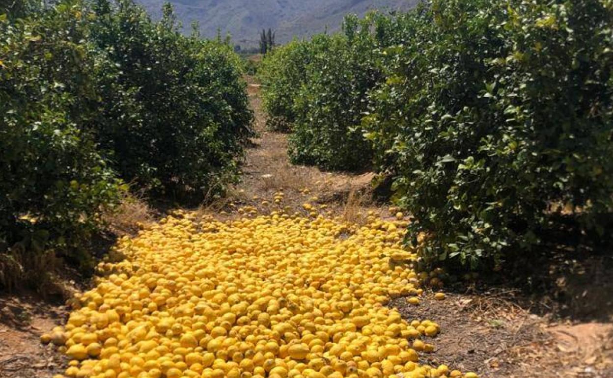 Limones listos para ser destruidos tras una «desastrosa» campaña en la provincia de Alicante. 