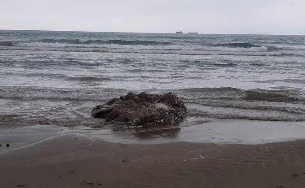 Los restos del animal marino, en la orilla de la playa. 