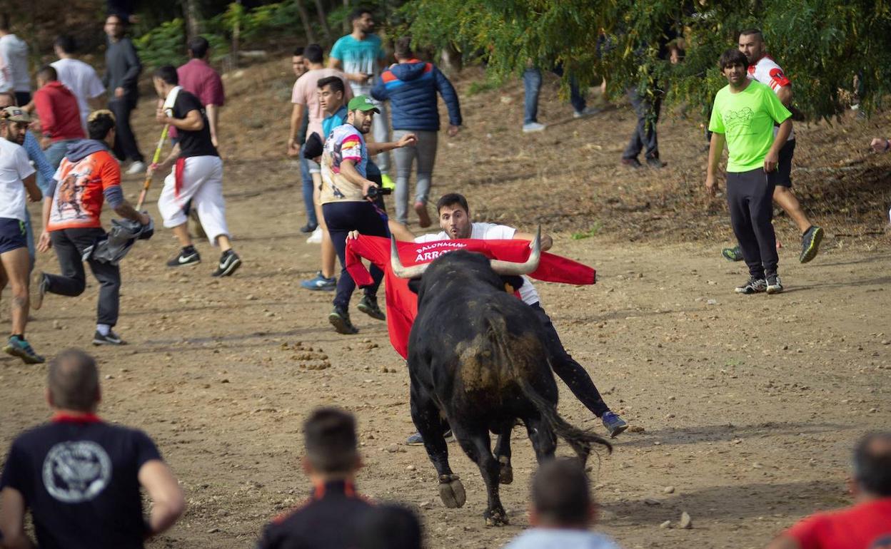 Bous en una fiesta local. 