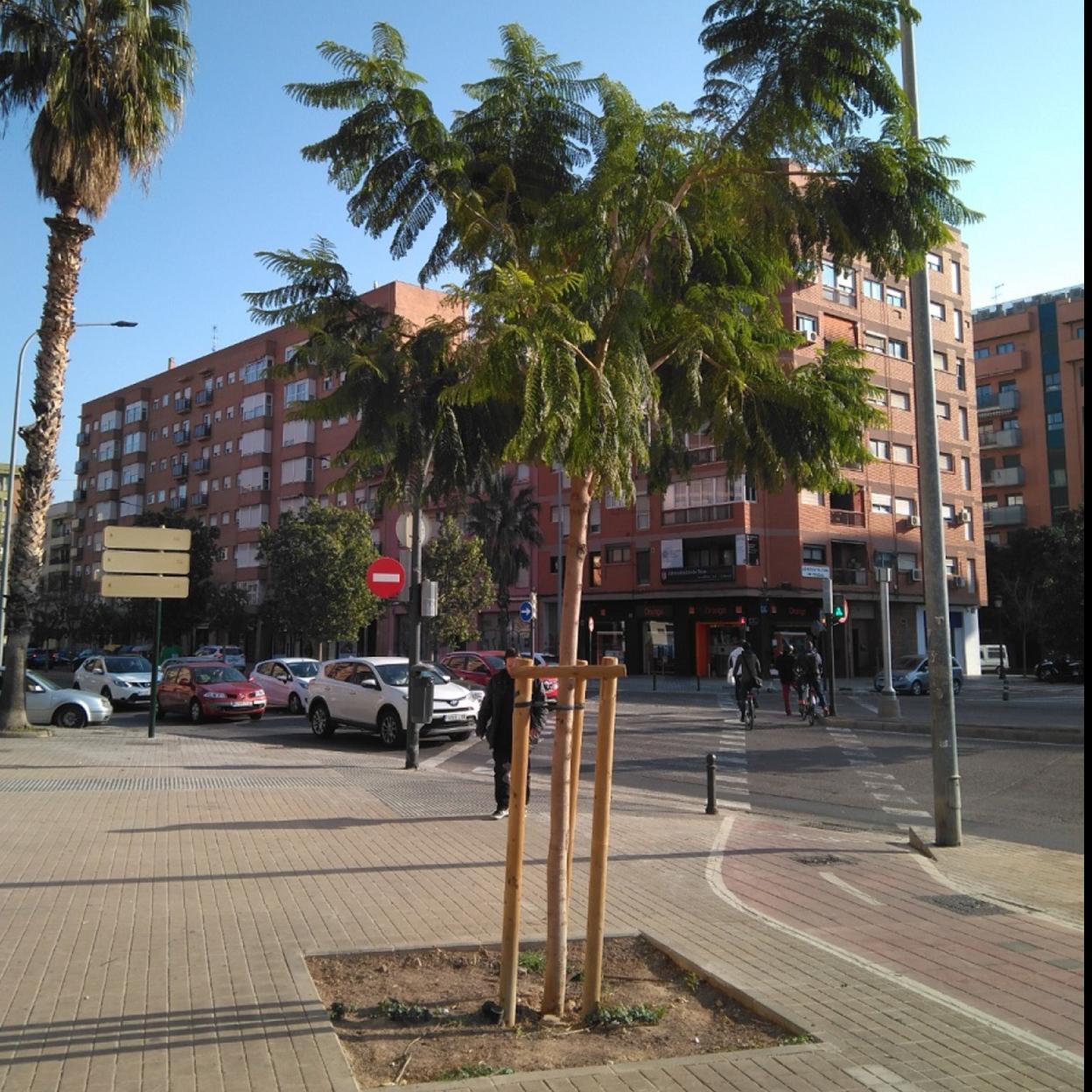 Nuevos árboles en Valencia | Los nuevos árboles de Valencia | Las Provincias