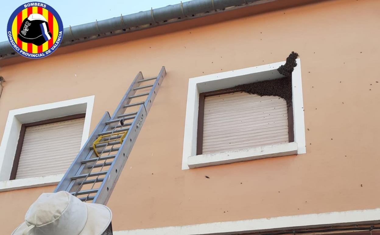 Los bomberos proceden a la retirada de un enjambre de la ventana de una vivienda. 