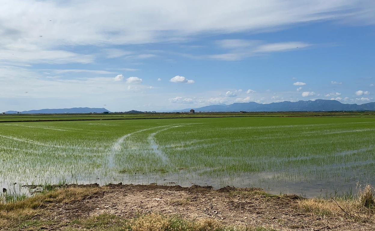 Los arrozales ya están en pleno crecimiento. 