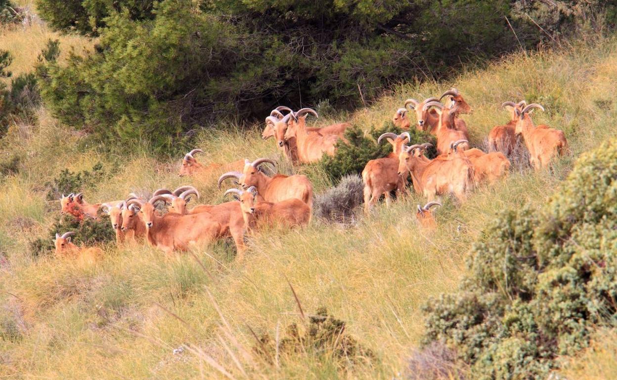 Imagen de un grupo de arruís en las montañas de la comarca de l'Alcoià. 