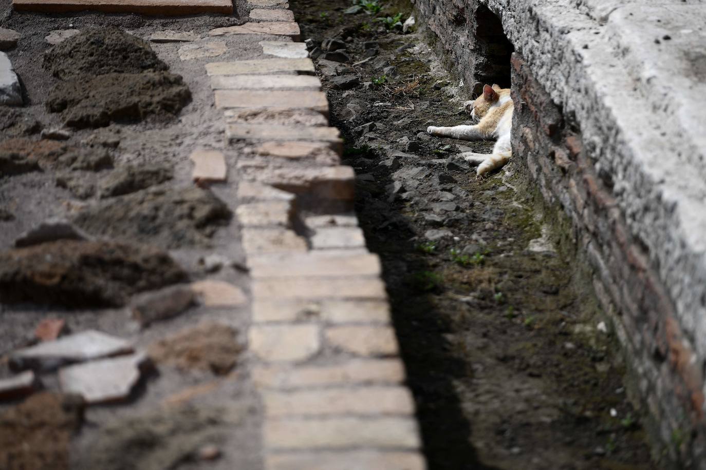 Fotos: El Coliseo abre al público la antecámara de la muerte para leones y gladiadores