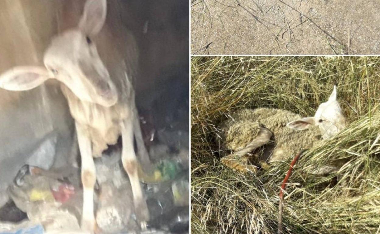 Los bomberos rescatan a una oveja que se había caído a un pozo en Vila-real