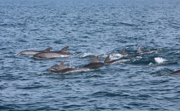 Un grupo de delfines surcando las aguas de Dénia. 