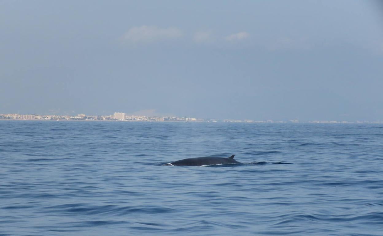 Un rorcual frente a la costa de Les Marines, en Dénia. 