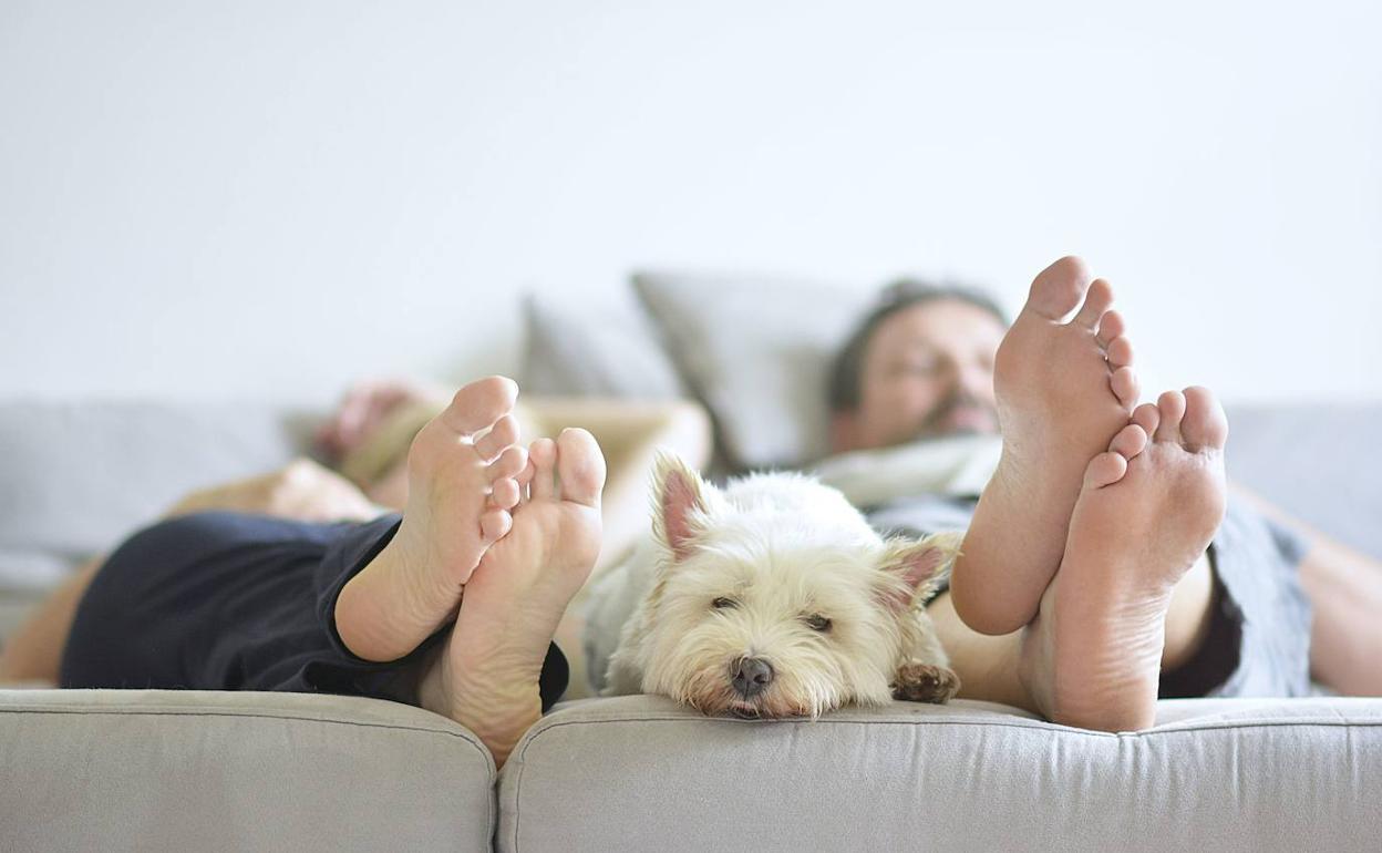 Manual para preparar con éxito la llegada de un cachorro a casa