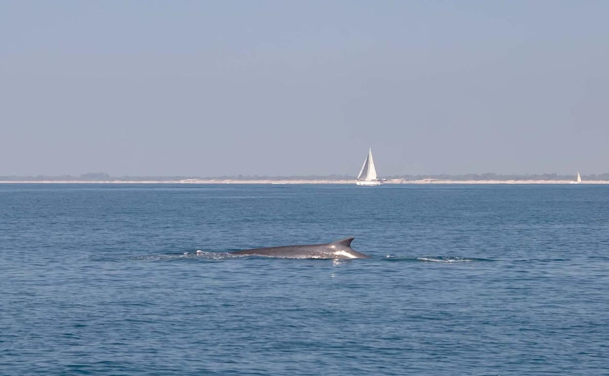 Una ballena en la playa de Valenca | Avistan un cetáceo en las aguas del Puerto de Valencia y Pinedo