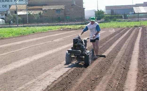 Un agricultor prepara la tierra para sembrar chufa en l'Horta Nord.