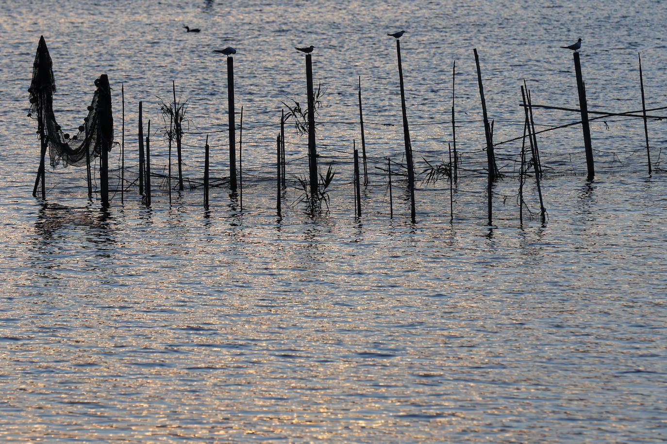 La Albufera de Valencia conmemora la aprobación de su declaración como parque natural con los vertidos y la falta de agua como principales problemas. 