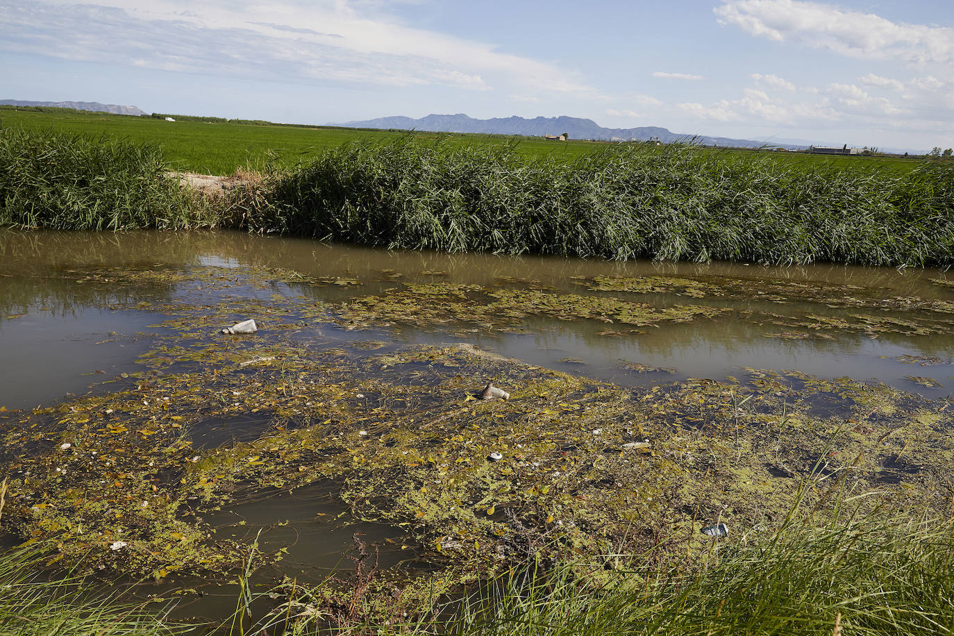 La Albufera de Valencia conmemora la aprobación de su declaración como parque natural con los vertidos y la falta de agua como principales problemas. 