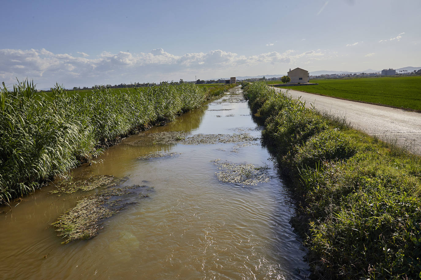 La Albufera de Valencia conmemora la aprobación de su declaración como parque natural con los vertidos y la falta de agua como principales problemas. 