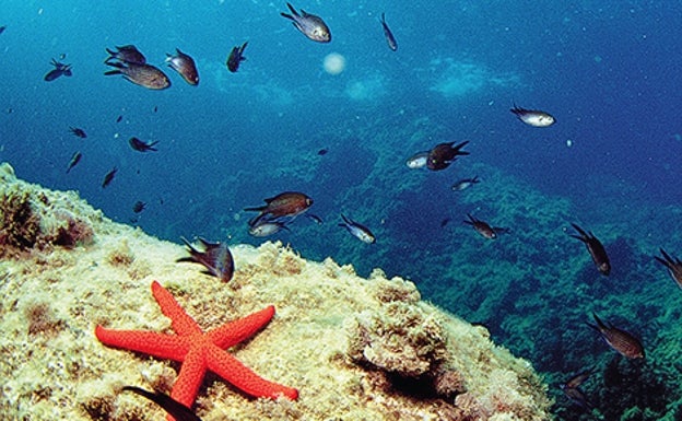 Practica buceo en la Reserva Marina del Cabo de San Antonio.