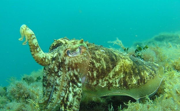 En el Mediterráneo puedes encontrar vida marina de lo más variada.