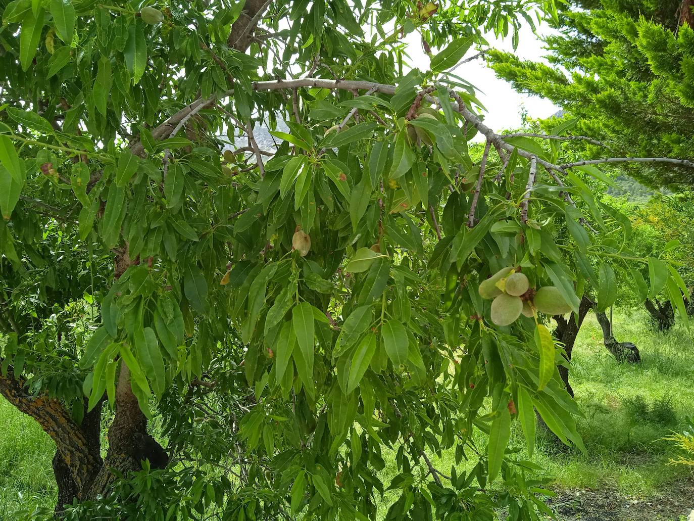 Las hojas marchitadas son uno de los síntomas de la Xylella