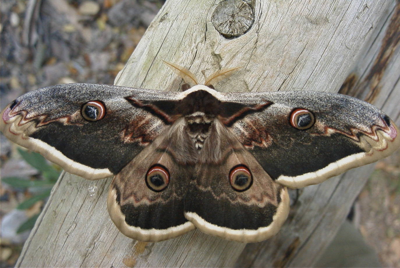 En el parque natural del Carrascal de la Font Roja se organiza una actividad de observación de mariposas nocturnas desde hace siete años. El clima fresco del lugar atrae a especies de este insecto nunca antes observadas en la Comunitat Valenciana. En la imagen, una Saturnia pyri