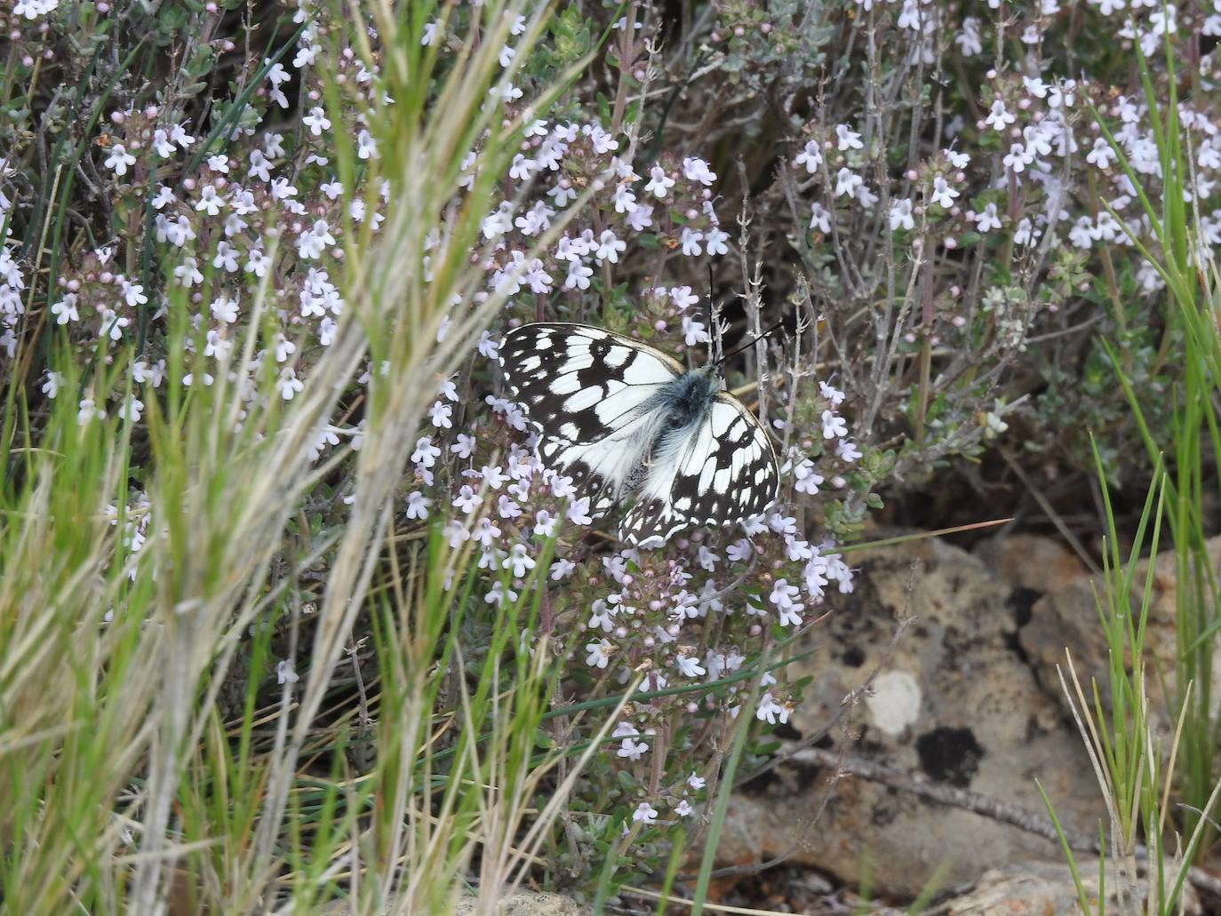 En el parque natural del Penyagolosa se puede observar una gran diversidad de fauna y flora que es difícil de encontrar en otras partes de la Comunitat Valenciana, como la mariposa apolo, que fue reintroducida en el parque en 2018 después de su desaparición súbita. En la imagen, una Melanargia occitanica.