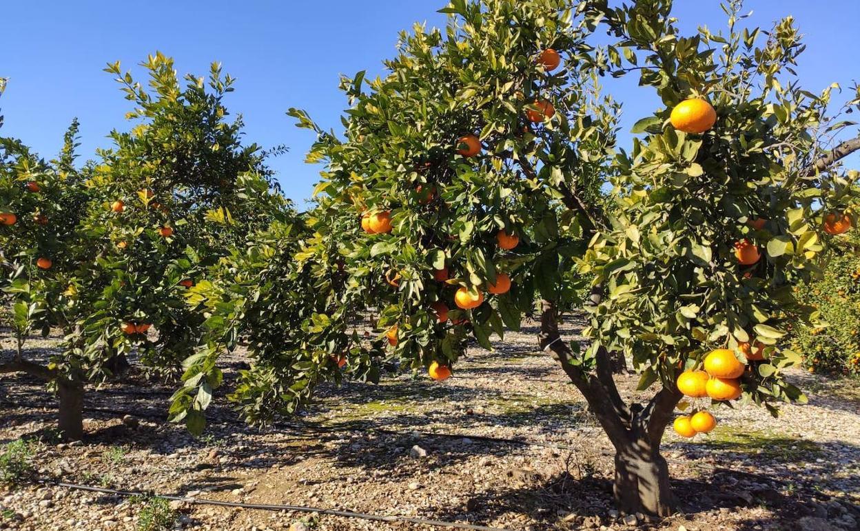 Un huerto de naranjas con la fruta todavía por recolectar. 