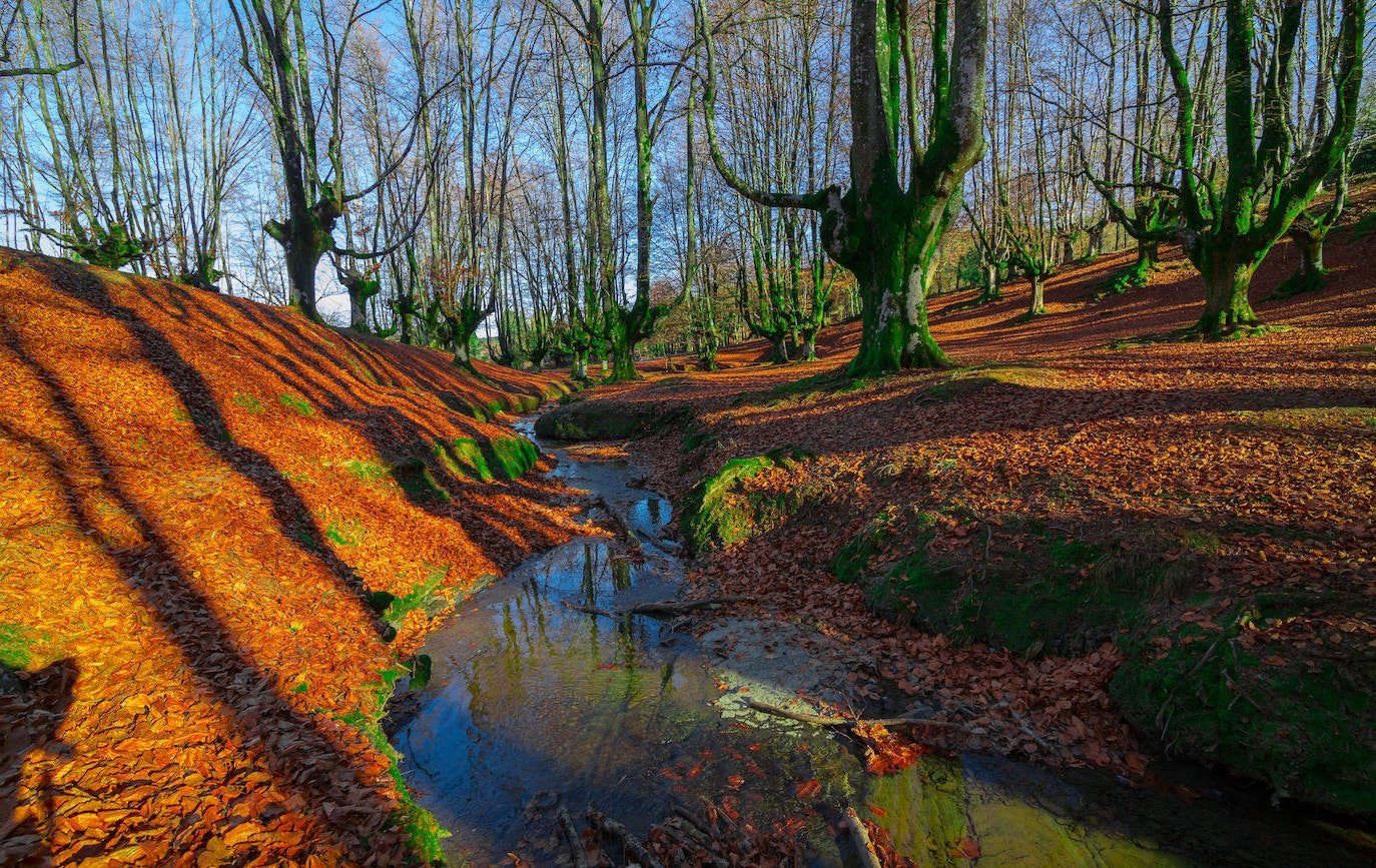 Hayedo de Otzarreta (Euskadi)