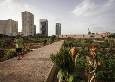 Imagen secundaria 1 - Finca pendiente de terminar, huertos urbanos y barraca de La Torre. 