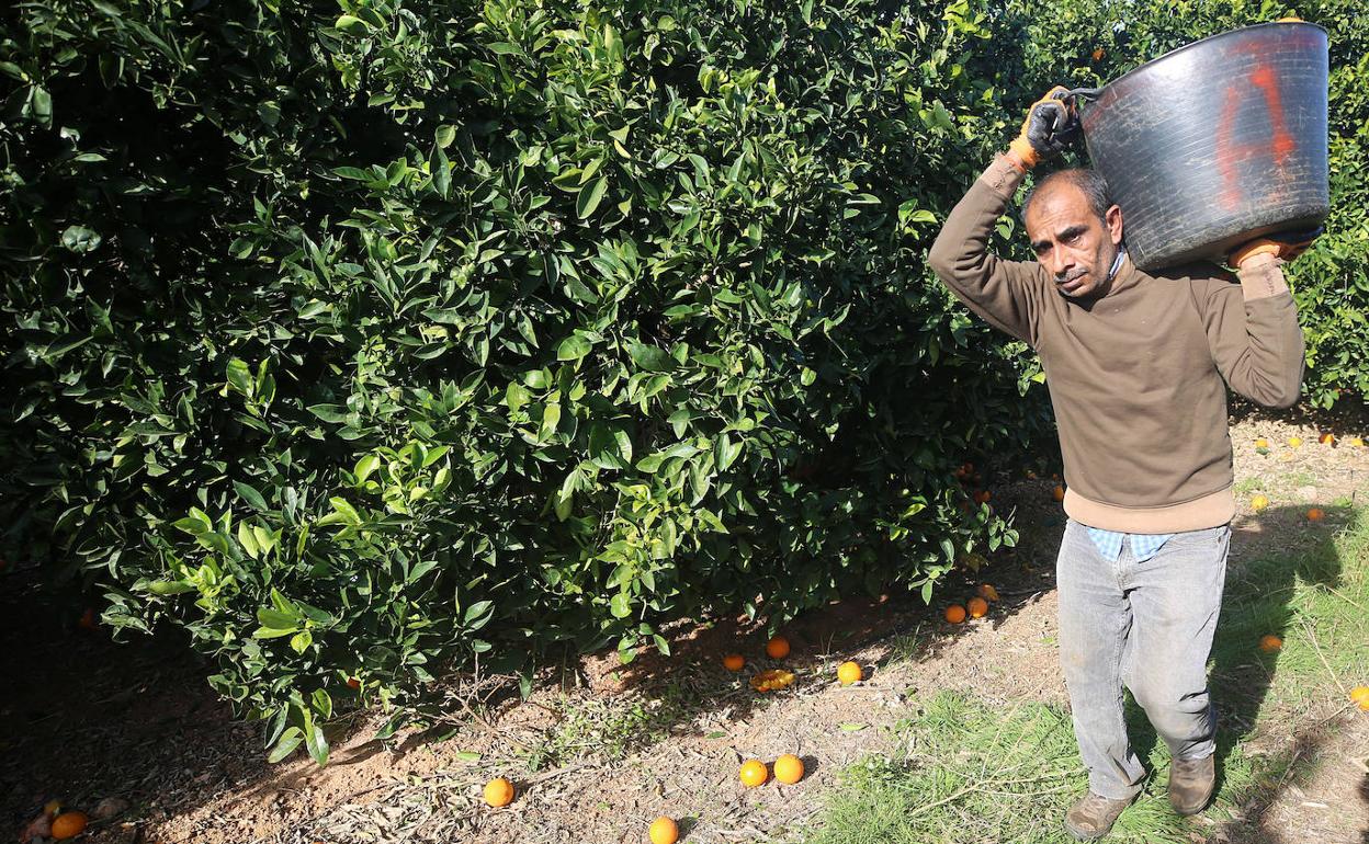 'Collidors' de naranjas en Lliria. 