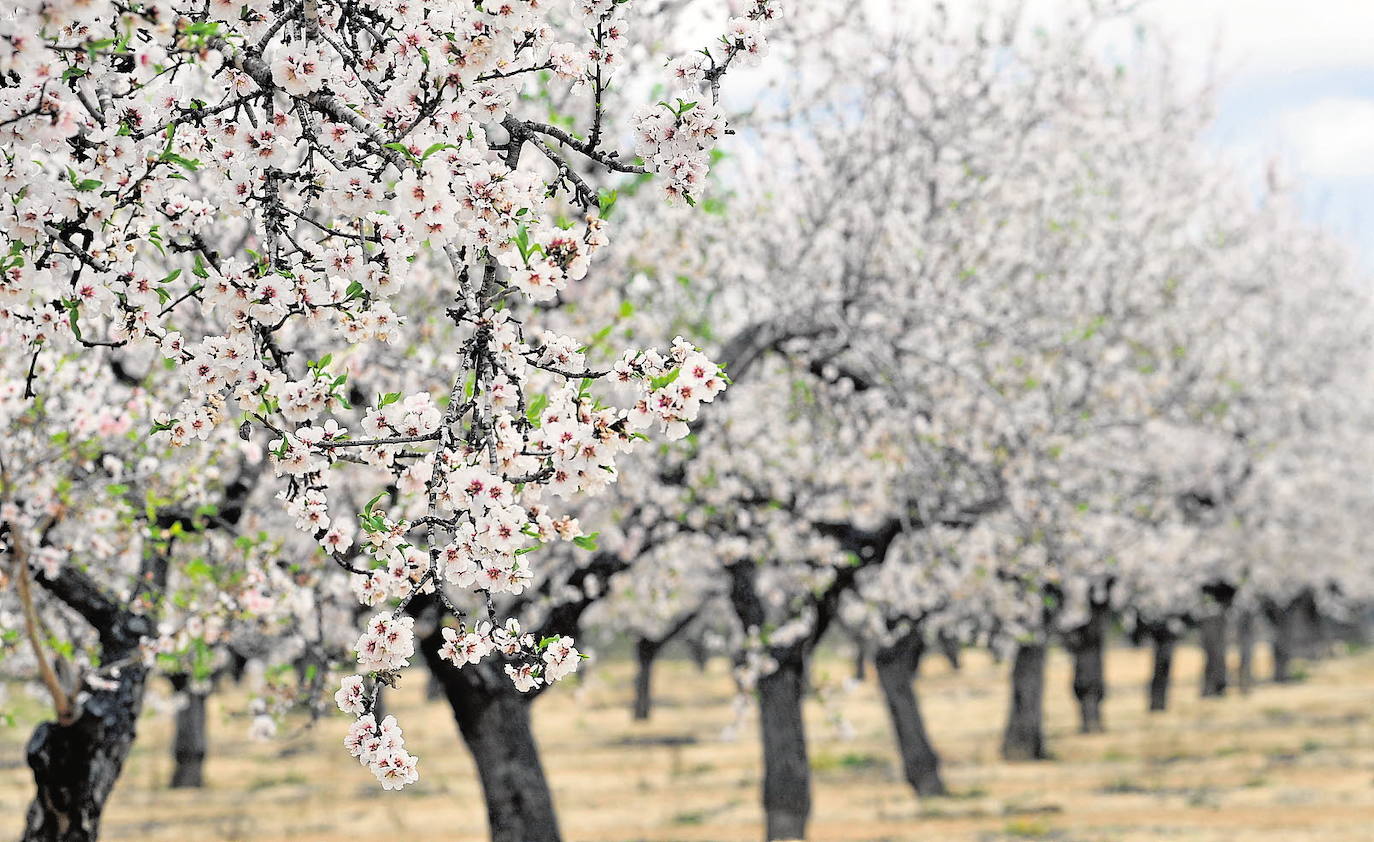 Almendros en flor (Elche)