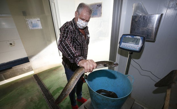 Pepe Caballer, presidente de la Cofradía de Pescadores de El Palmar, sostiene una enorme anguila. 