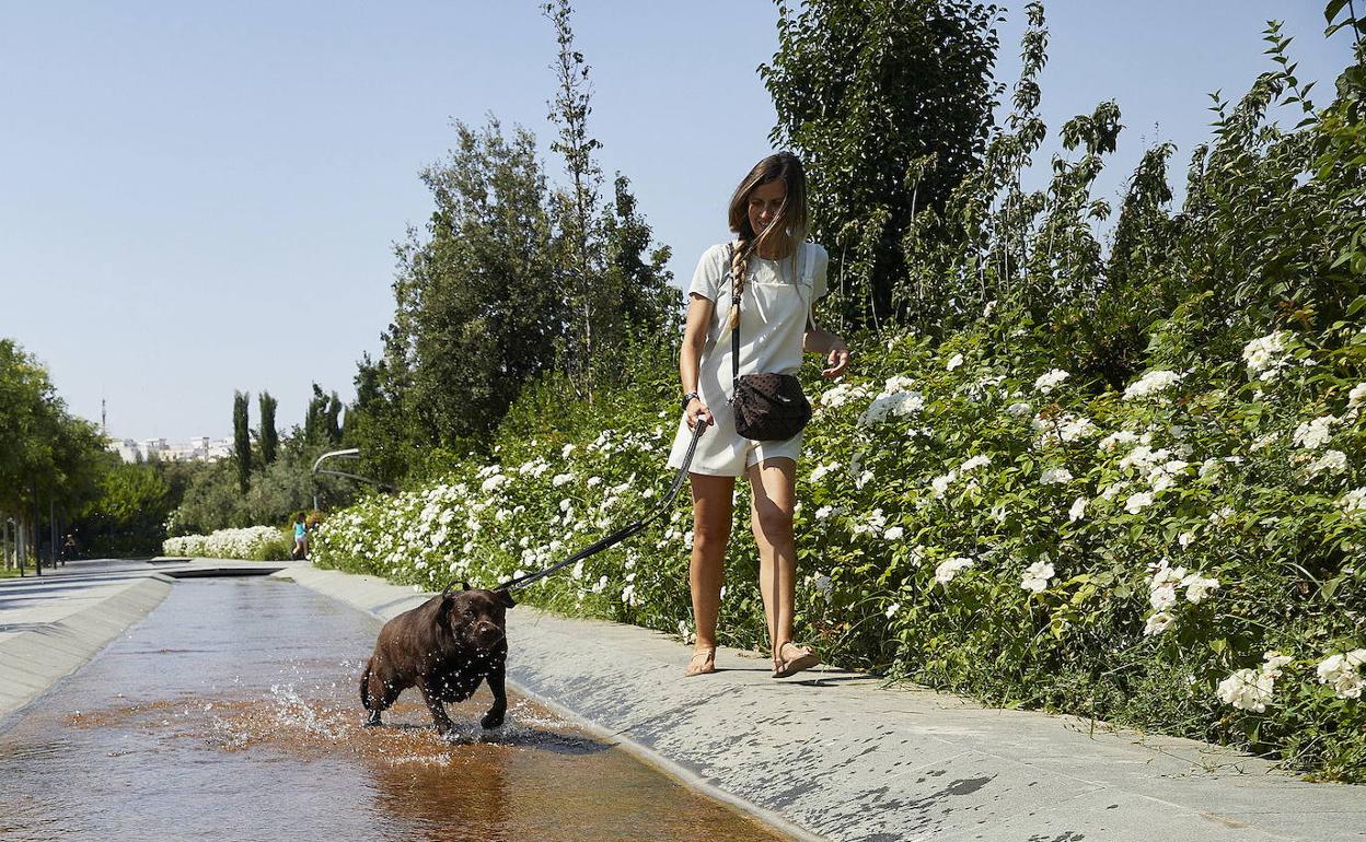 Una mujer refresca a su perro en un parque de Valencia. 