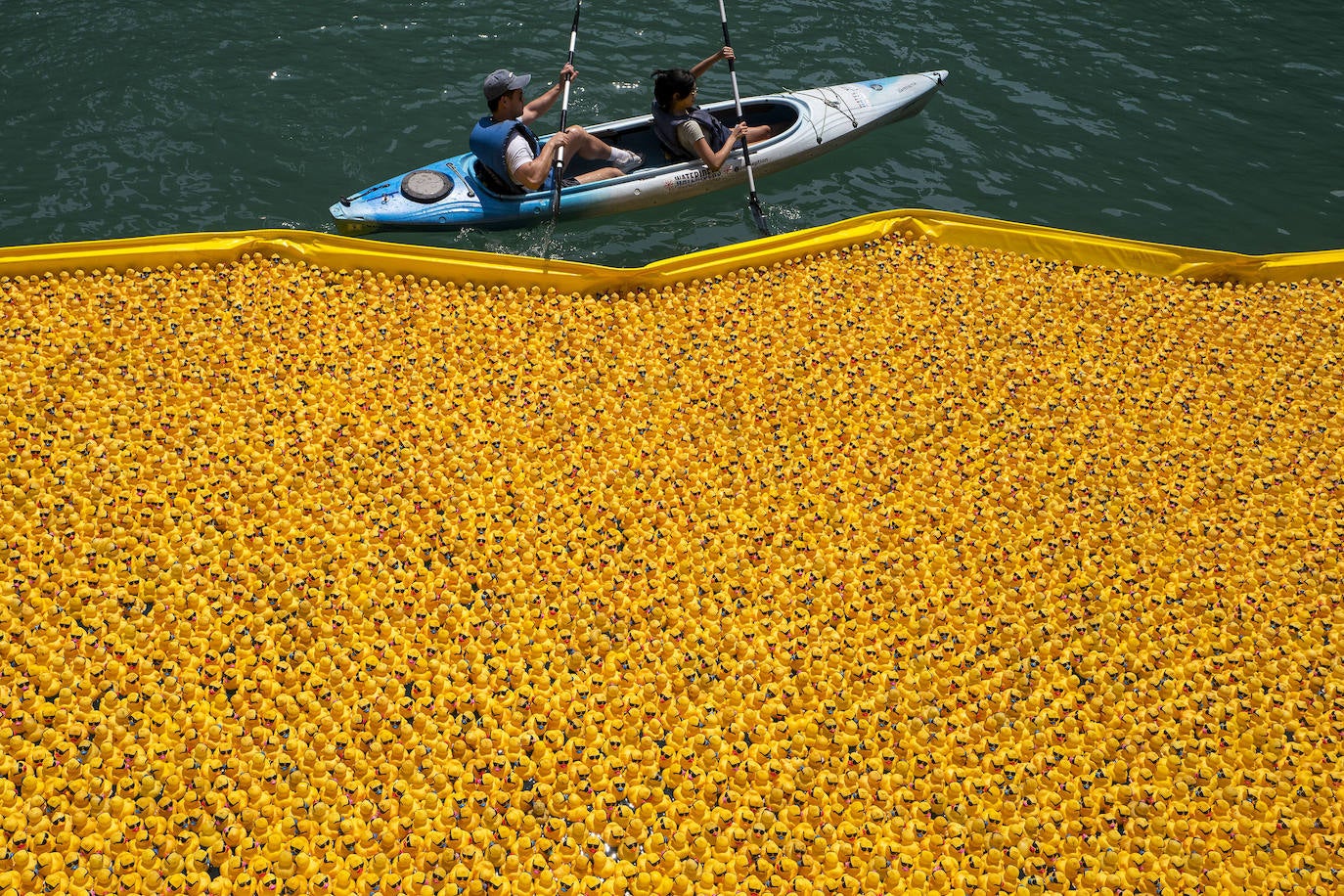 Una pareja pasa con un kayak cerca de la inmensidad de "patitos". 