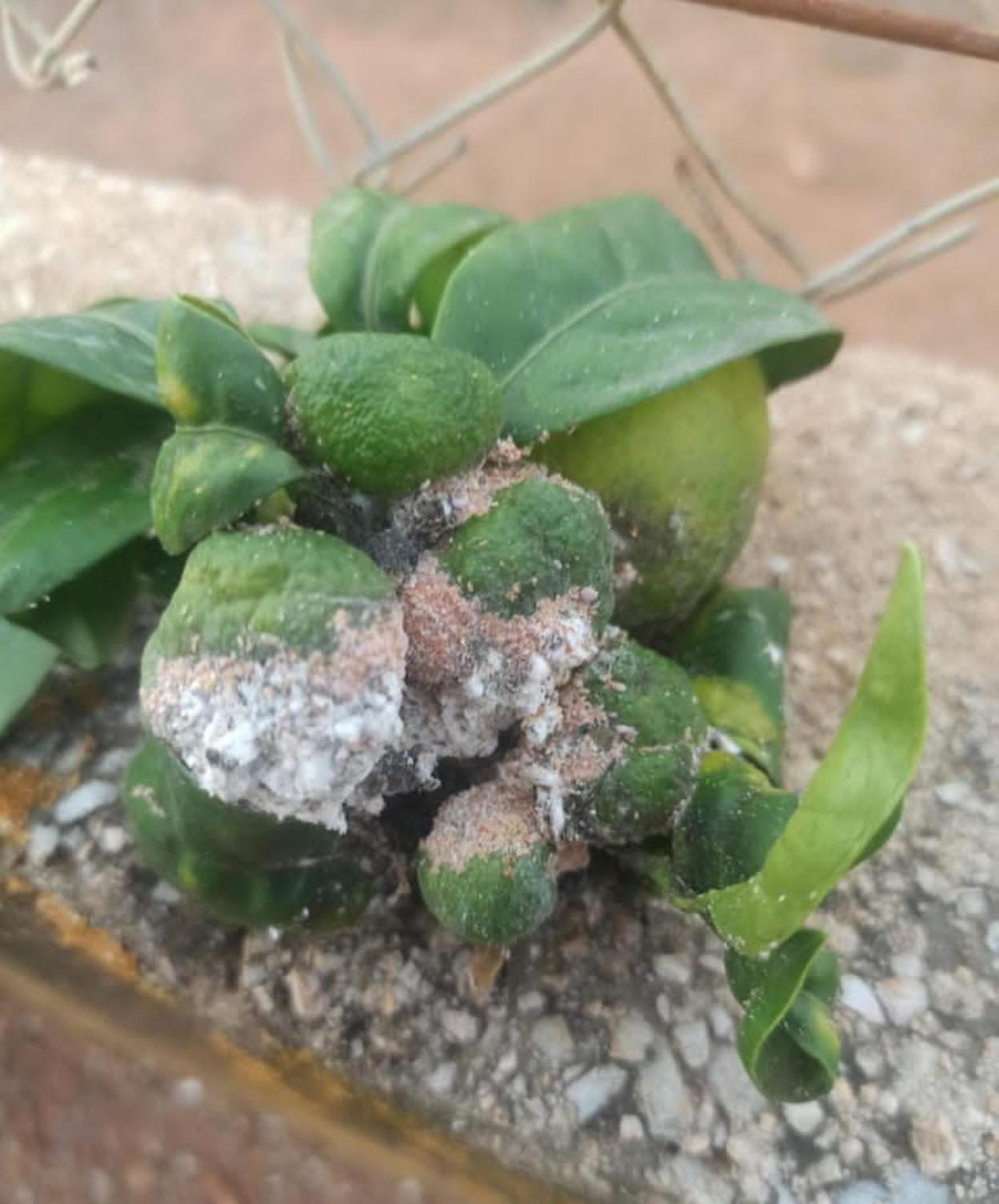 Tremenda concentración de 'cotonets' de Sudáfrica en un racimo de naranjas totalmente inservibles. lp