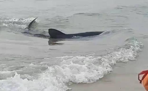 Tiburón en la playa de Poniente de Benidorm. 