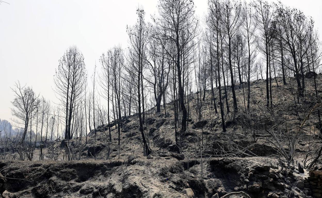 Paraje forestal calcinado en el término municipal de Azuébar. 