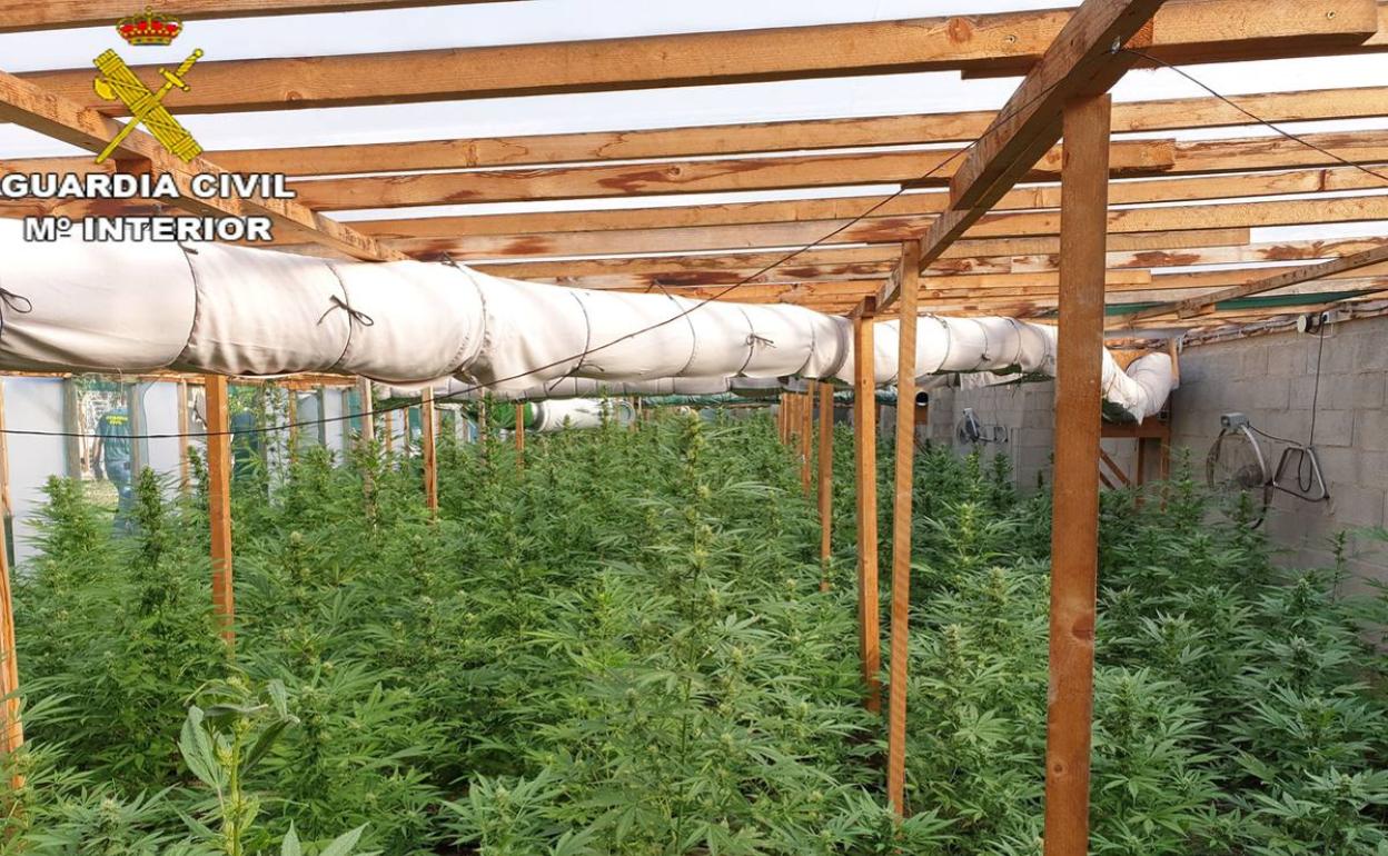 Una plantación de marihuana.