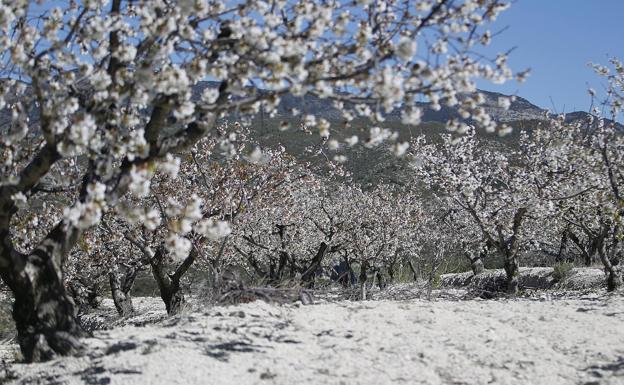 Campo de Almendros en La Vall de Gallinera