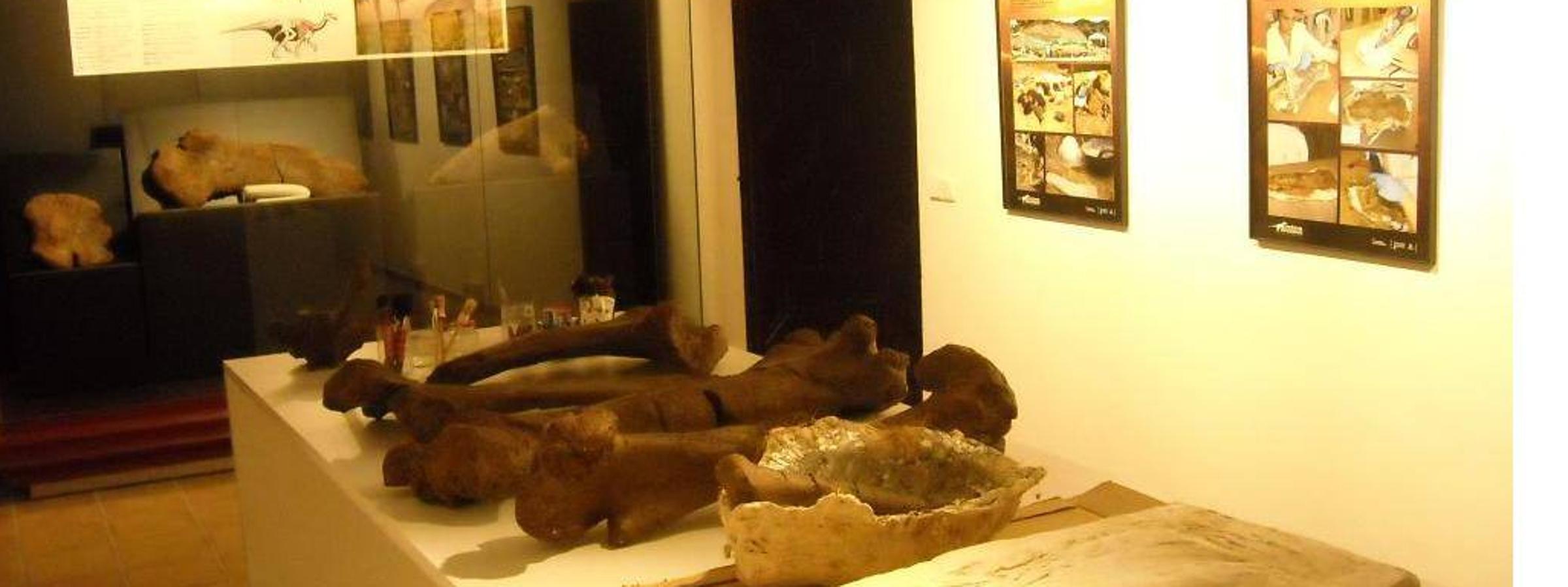 CINCTORRES - CASTELLÓN .A raís de los hallazgos de fósiles en 2002, la exposición paleontológica de Cinctorres ha acogido A miles de interesados en los dinosaurios durante más de 15 años. Dichos hallazgos se han catalogado como pertenecientes al periodo Cretácico, el cual tuvo lugar hace 145 millones de años. Además, recientemente se han encontrado en nuevas excavaciones restos de los que se sospecha podría ser un polacántico; un dinosaurio acorazado con una fila de púas que corría por sus lados y cola y una capa extra de púas en sus hombros.