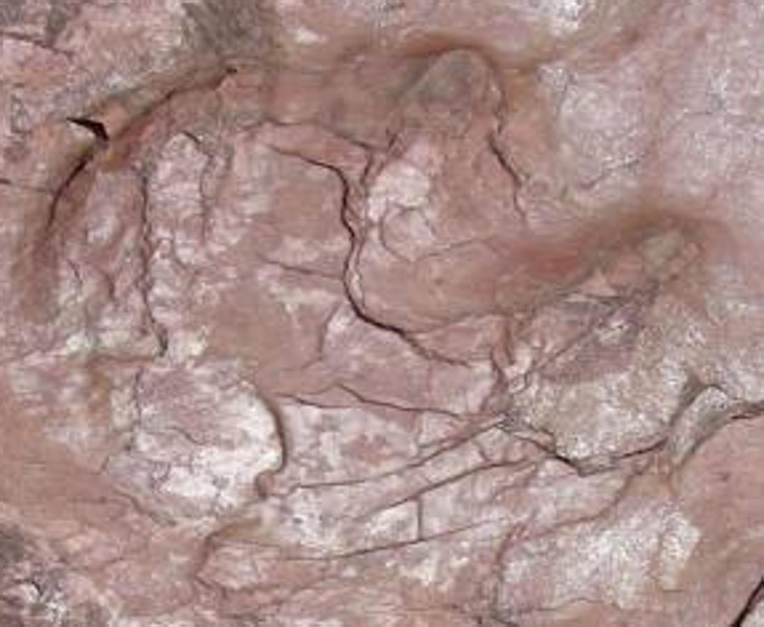 BEJÍS - CASTELLÓN . Descubiertas en el año 2000, estas huellas fósiles se encuentran en el techo de dos estratos de areniscas rojas. Entre ellas, se han diferenciado icnitas pentadáctilas y otras tridáctilas. De los hallazgos destacan los restos de crurotarsos, parientes lejanos de los cocodrilos. 