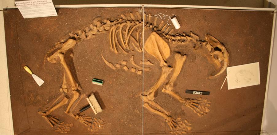 ELCHE - ALICANTE . El Museo Paleontológico de Elche contiene más de 1.000 restos entre los que destacan los de un ejemplar único en el mundo datado en más de 150 millones de años. El ejemplar pertenece a un nuevo género y una nueva especie. El spinophorosaurus, que entre sus atributos presentaba un cuello y una cola largas.