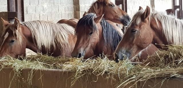 Imagen secundaria 2 - Los caballos en la cuadra