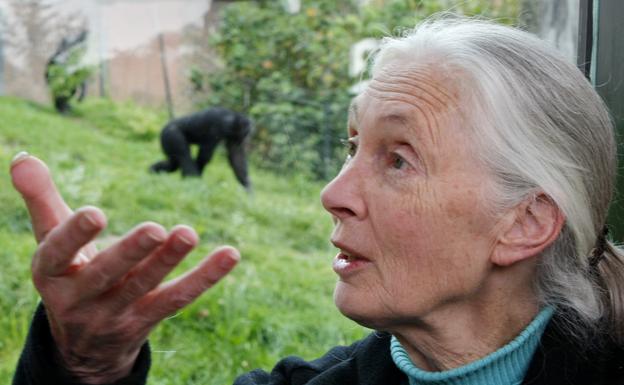 Imagen principal - Arriba, la etóloga y mensajera de la paz de la ONU Jane Goodall. Abajo, a la izquierda, la fundadora y CEO de Zentro Urban Yoga, Mercedes de la Rosa, y la atleta Ana Peleteiro. 