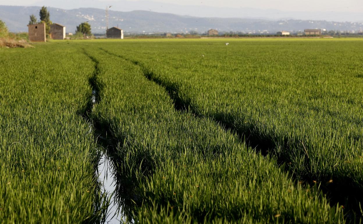 Campos de arroz. 