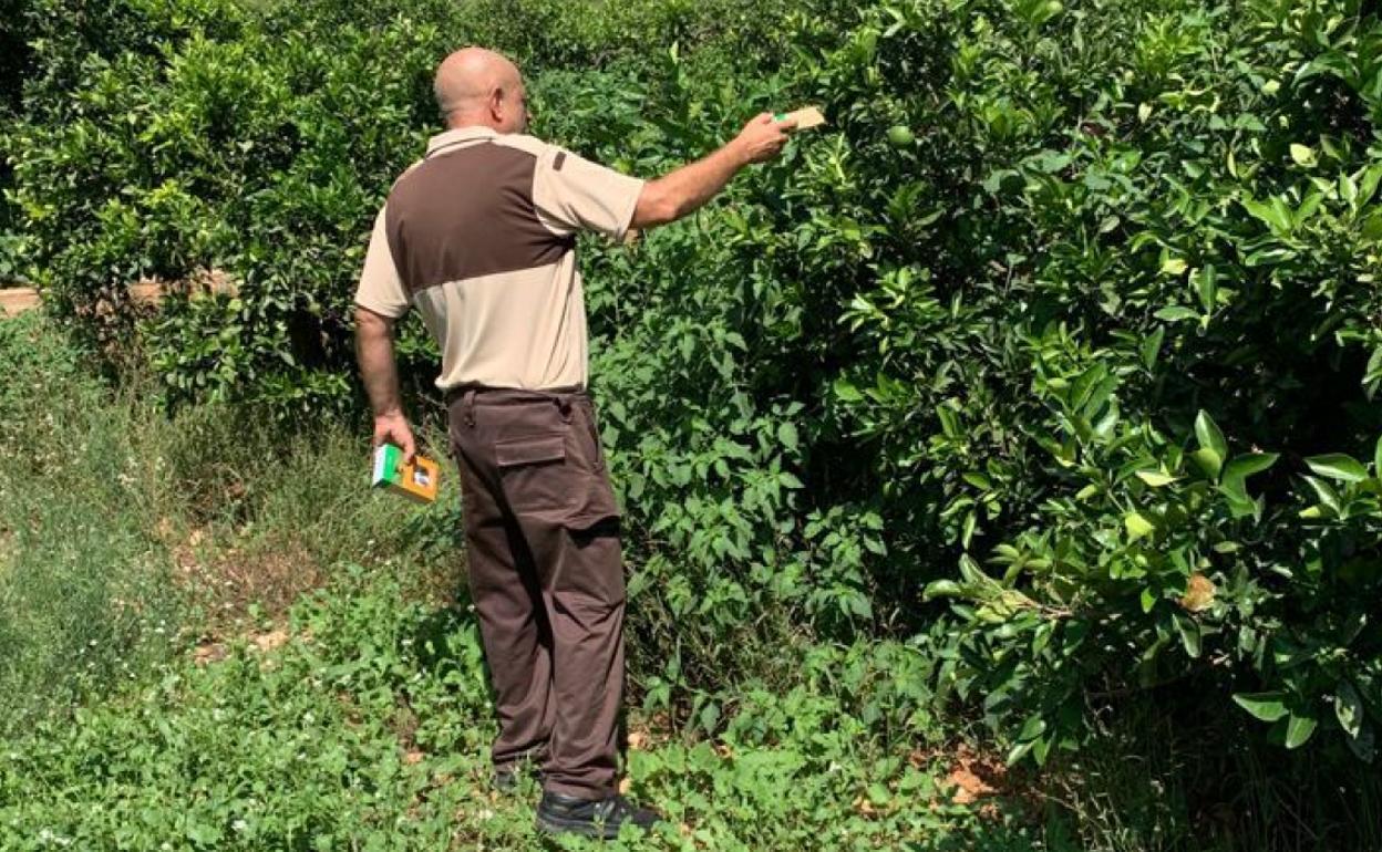 Suelta de los insectos para luchar contra el cotonet. 