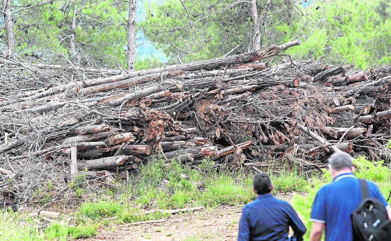 Montaña de árboles caídos abandonados en el monte de Benagéber. 