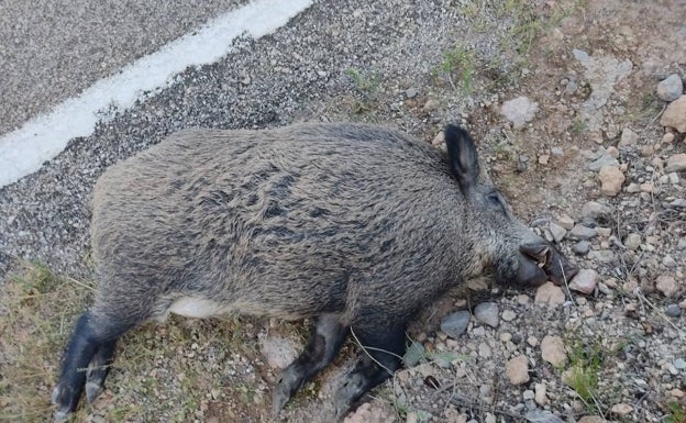 Un jabalí provoca un accidente de tráfico en Llíria