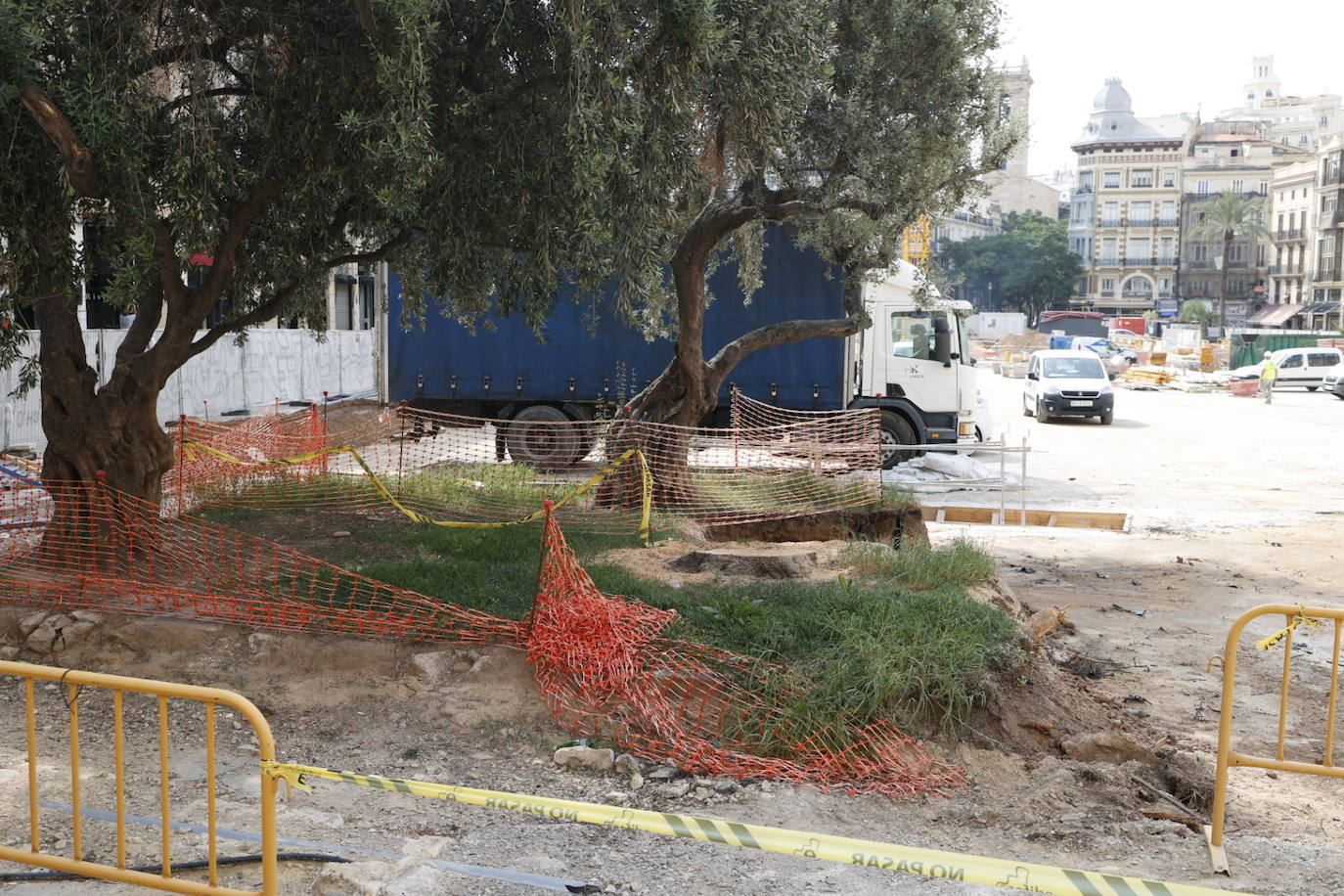 Las obras de reforma de la plaza de la Reina se llevan por delante un ejemplar de gran tamaño junto a la catedral. 