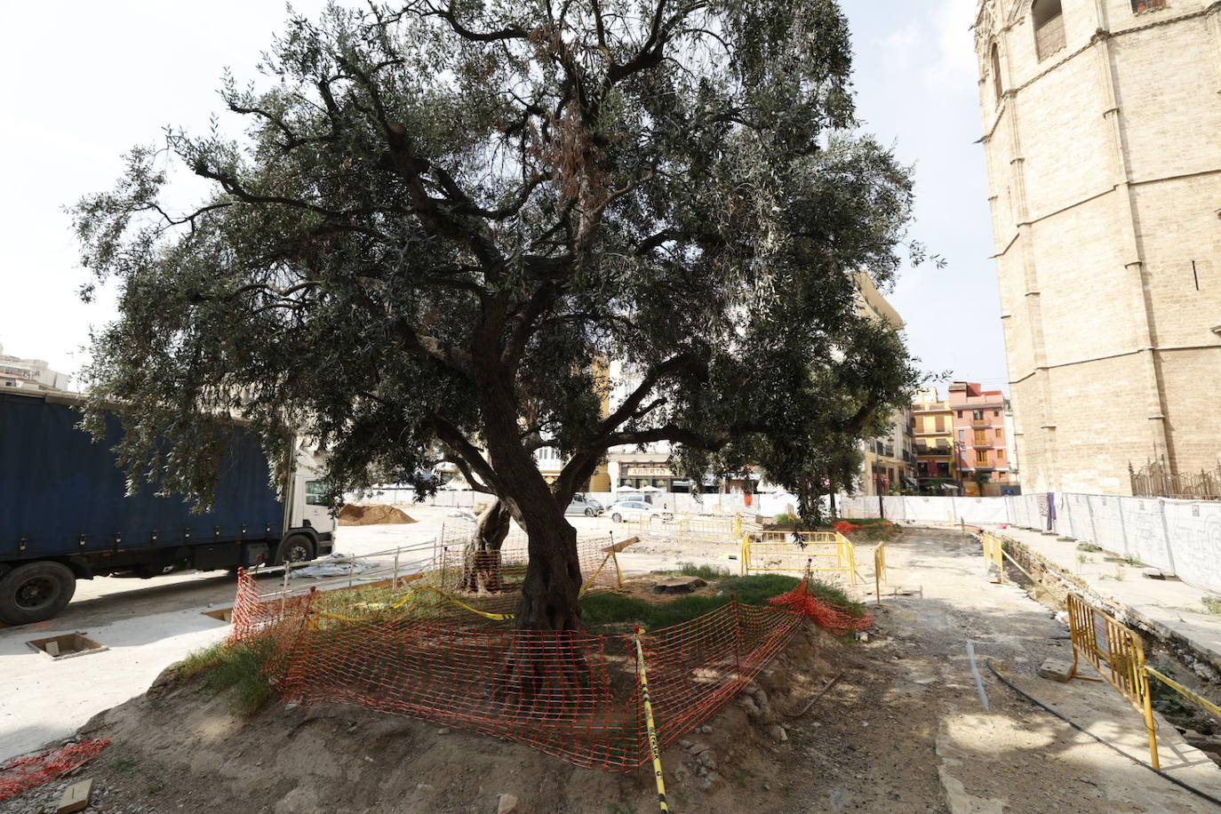 Las obras de reforma de la plaza de la Reina se llevan por delante un ejemplar de gran tamaño junto a la catedral. 