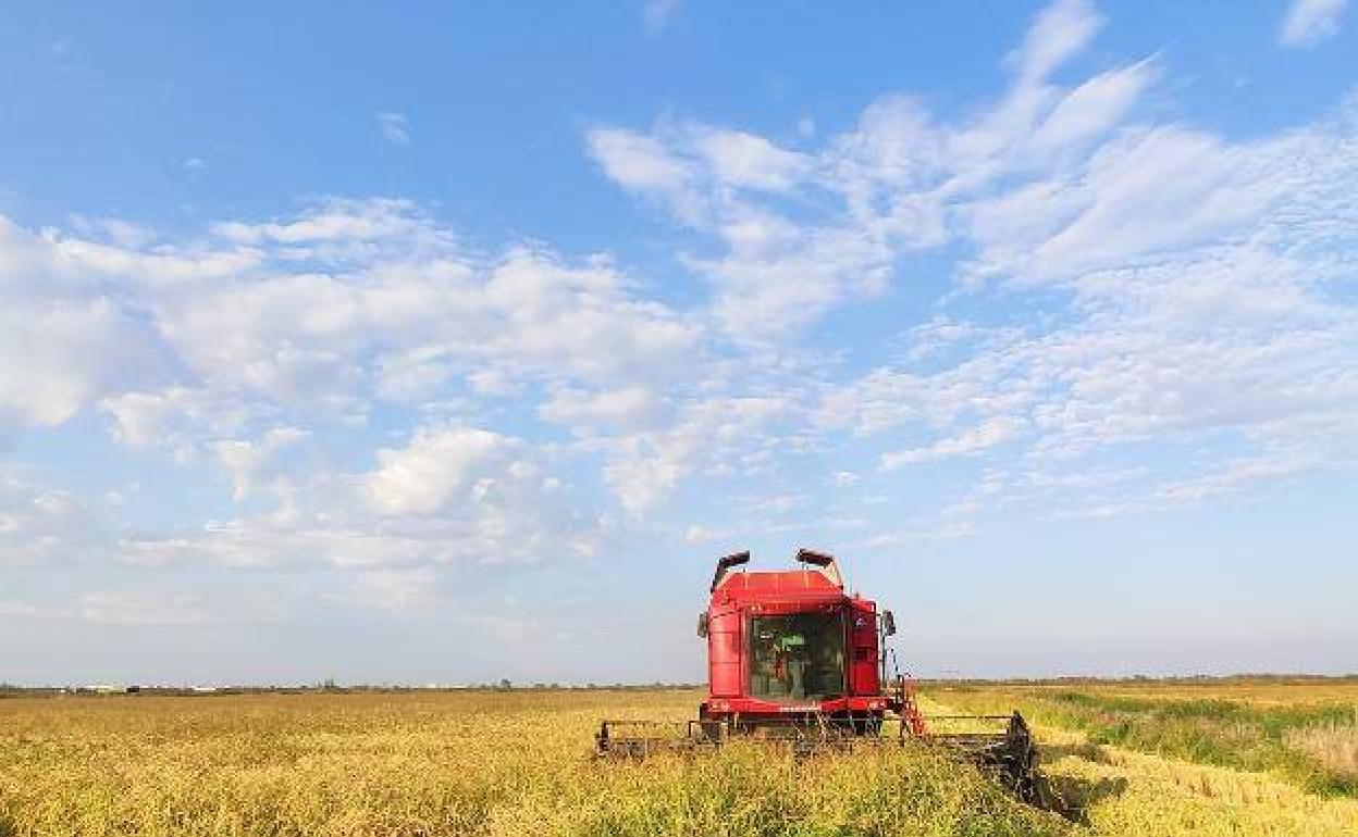 Una máquina segadora trabajando en los arrozales del marjal de Pego. 