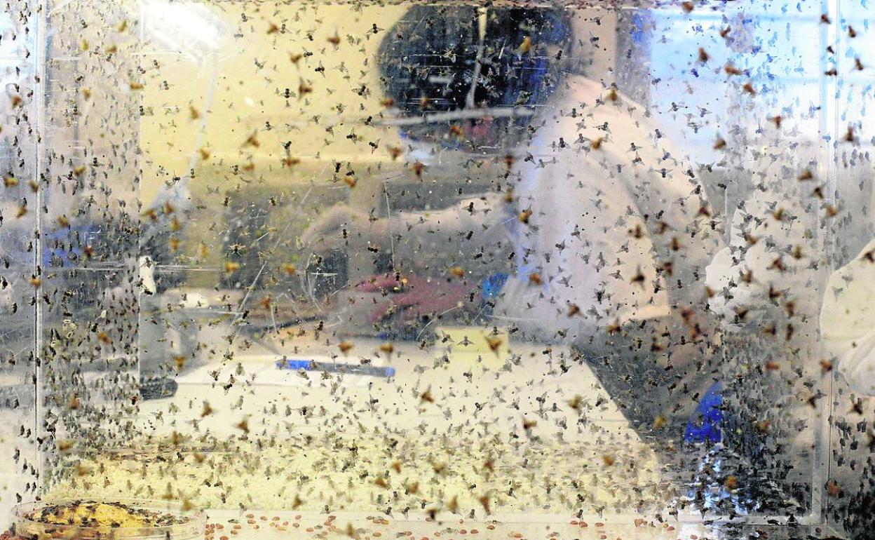 Bioplanta en la que se cría mosca de la fruta para erradicar la plaga de los cítricos. 